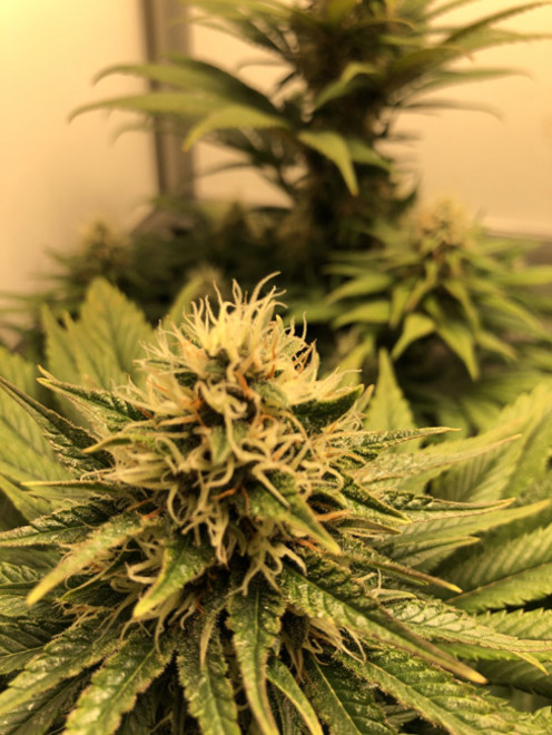 Purple Punch (Zamnesia Seeds) Feminiserade Purple Punch (Zamnesia Seeds) Feminiserade