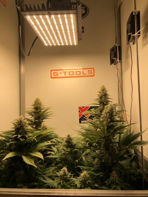 Purple Punch (Zamnesia Seeds) Feminiserade Purple Punch (Zamnesia Seeds) Feminiserade