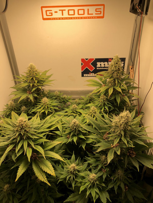 Purple Punch (Zamnesia Seeds) Feminiserade Purple Punch (Zamnesia Seeds) Feminiserade