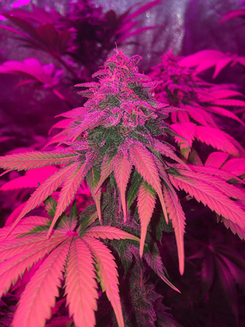 Purple Punch (Zamnesia Seeds) Feminiserade Purple Punch (Zamnesia Seeds) Feminiserade
