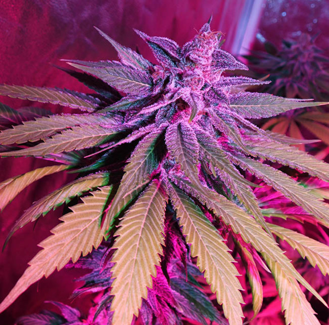 Purple Punch (Zamnesia Seeds) Feminiserade Purple Punch (Zamnesia Seeds) Feminiserade