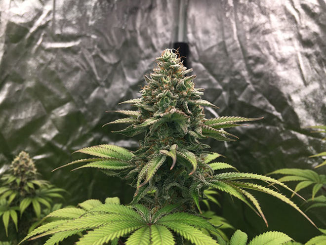 Runtz (Zamnesia Seeds) Feminiserade