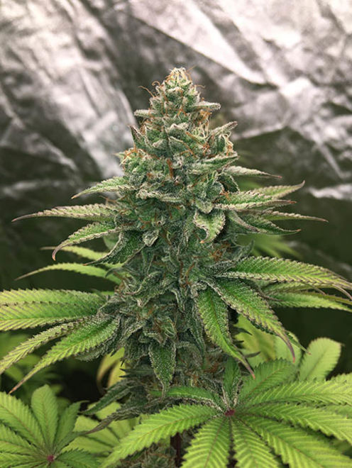 Runtz (Zamnesia Seeds) Feminiserade