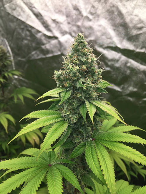 Runtz (Zamnesia Seeds) Feminiserade