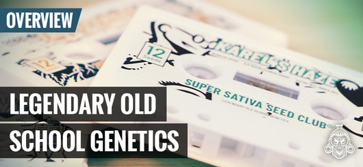 Oldschool-cannabisgenetik | Super Sativa Seed Club